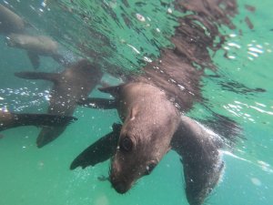 swimming with seals plettenberg bay