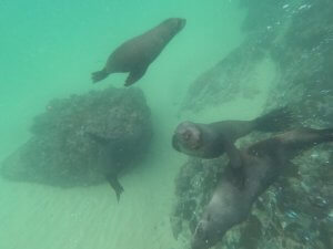Seals Playing