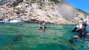 Happy Clients Swimming with Seals